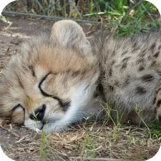 🐱