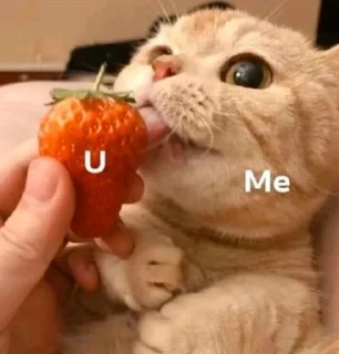 🐱