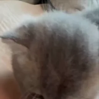 🌟