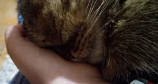 💤