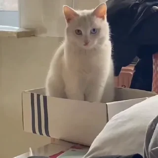 🤩