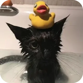 😺