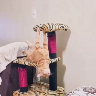 🐈