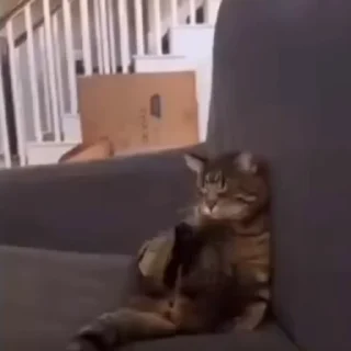 🐈