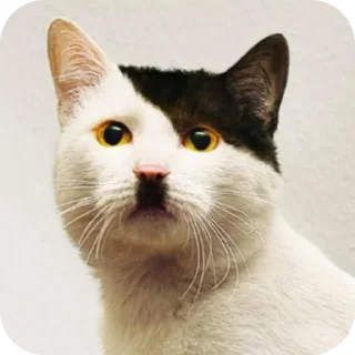 Котики наркотики