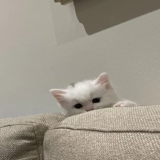 😶
