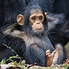 monke