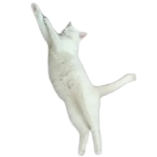 🐱