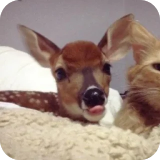 🦌