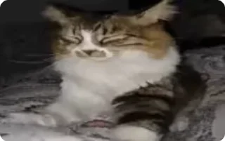 🐾