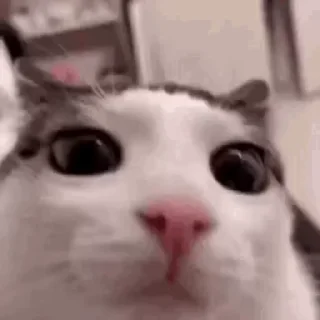 😸
