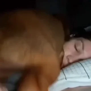 🐩