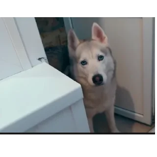 🐶
