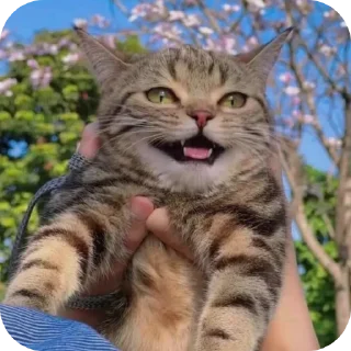 🐱