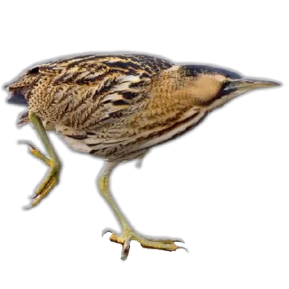 🐦