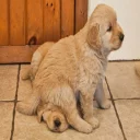 🐶