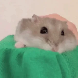 🐹