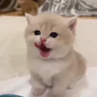 🌟