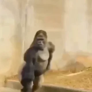 🦍