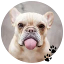 🐶