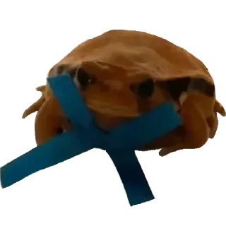 🐸