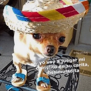 🐶
