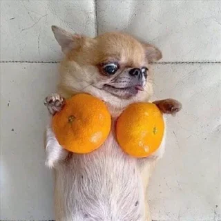 🍊