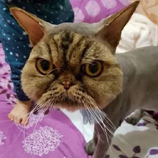 😡