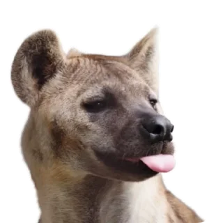 😝