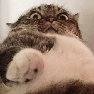 👁