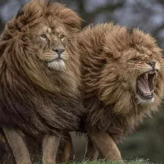 🤪