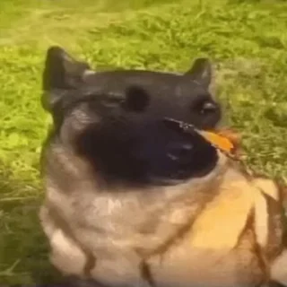 🌟