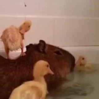 🥺