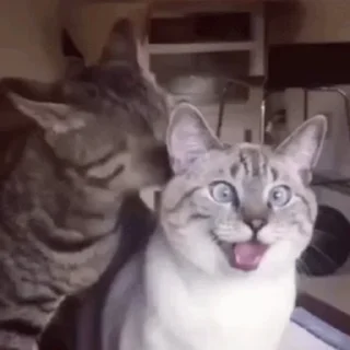 🐱