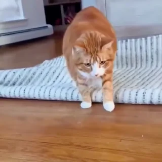 🐈