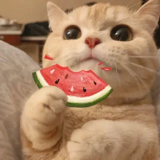 🐈