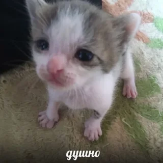 🐱