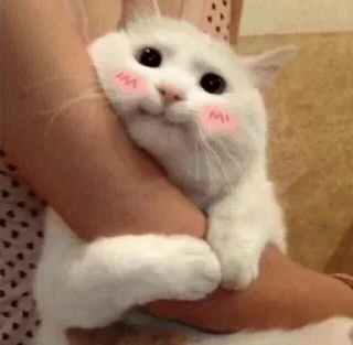 🐱