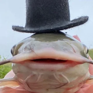 🐟