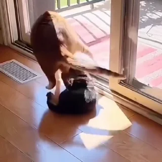 🐈