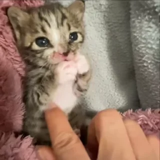 🥺