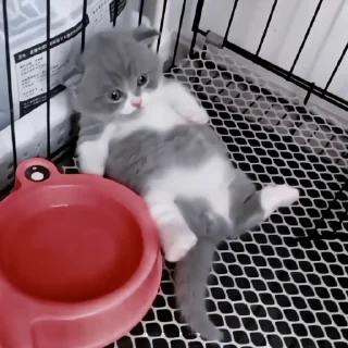 🍙