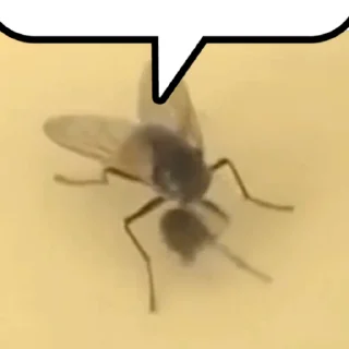 🪰