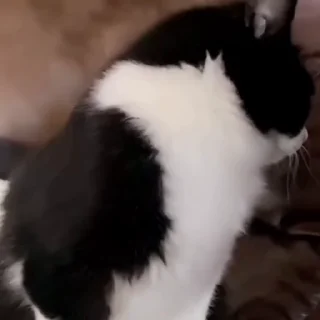 🐈
