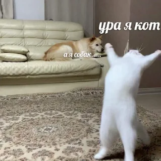 🤍