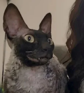 🦇