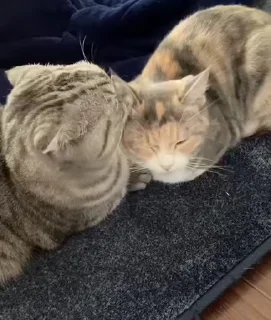 😻