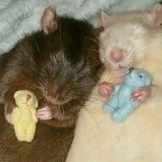 💤
