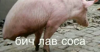 🐖