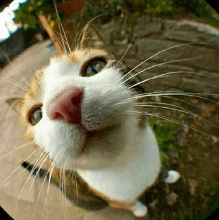 😋